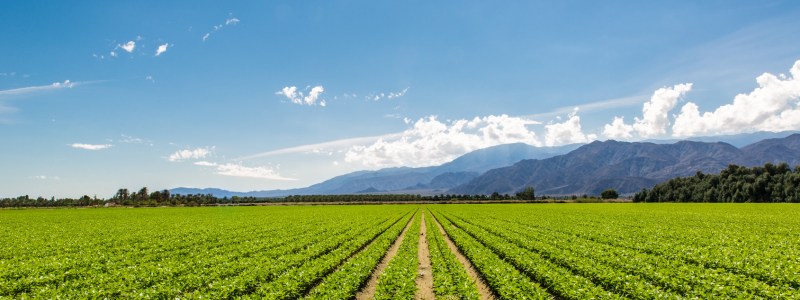 El Despertar del Agro